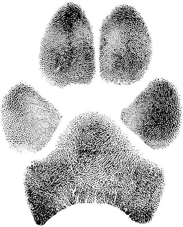 what ink do you use for dog paw prints