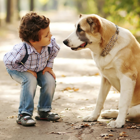 orchard pet cremations