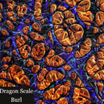 Dragon Scale Burl