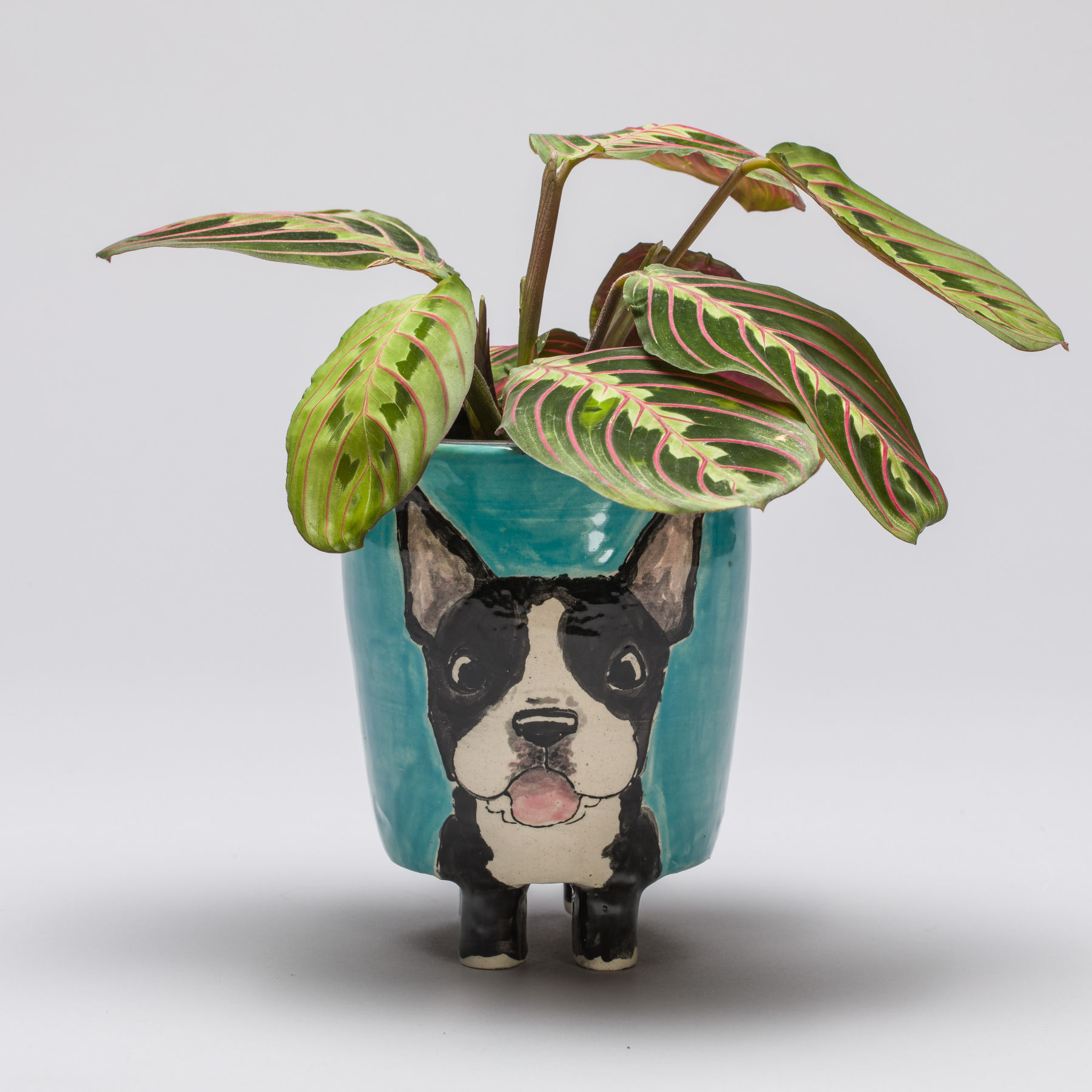 Portrait on Flower Pot with Live Prayer Plant - $89