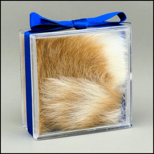 Fur Clipping in Clear Box