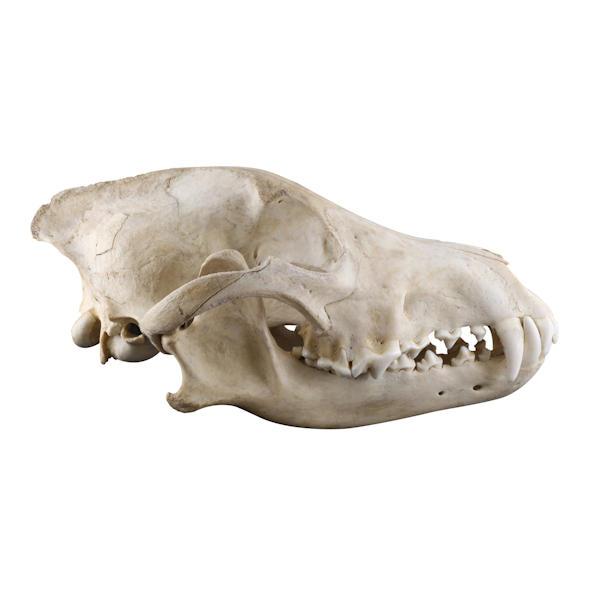 Pet Skull Preservation